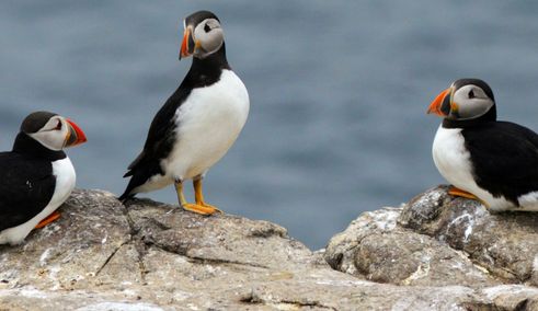 Boottocht Bar Harbor puffins
